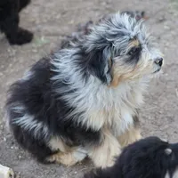 Stormi - Blue Merle Male, a male Miniature Australian Shepherd for sale in Lawton, OK – 3 of 10