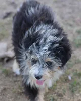 Stormi - Blue Merle Male, a male Miniature Australian Shepherd for sale in Lawton, OK – 8 of 10