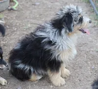 Stormi - Blue Merle Male, a male Miniature Australian Shepherd for sale in Lawton, OK – 9 of 10