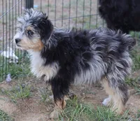 Stormi - Blue Merle Male, a male Miniature Australian Shepherd for sale in Lawton, OK – 4 of 10