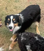 Stormi - Black Tri Male, a male Miniature Australian Shepherd for sale in Lawton, OK – 2 of 10