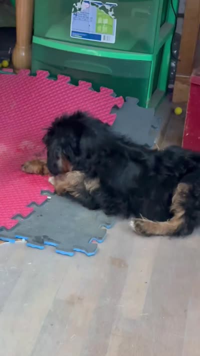 Freckles - Black Phantom Male 2, a male Miniature Aussiedoodle for sale in Lawton, OK – 8 of 10