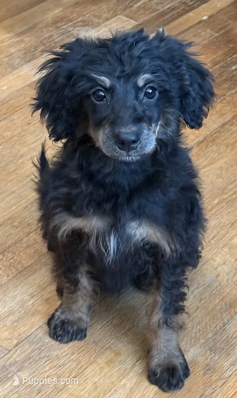 Freckles - Black Phantom Female – Miniature Aussiedoodle puppy for sale in Lawton, OK