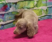 Daisy - Isabella Female, a female Miniature Dachshund for sale in Lawton, OK – 3 of 10