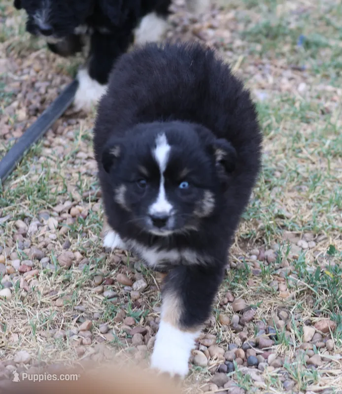 Oakley - Black Tri Female – Miniature Australian Shepherd puppy for sale in Lawton, OK