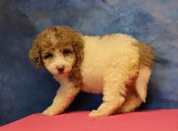 Tiffany - Merle Parti Female, a female Goldendoodle for sale in Lawton, OK – 2 of 9