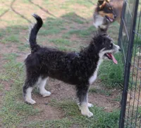 Briley -  Black Tri Female 1, a female Miniature Aussiedoodle for sale in Lawton, OK – 5 of 9