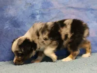 Tiny Tot - Blue Merle Male, a male Toy Australian Shepherd for sale in Lawton, OK – 3 of 10