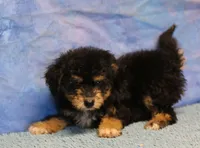 Freckles - Black Phantom Male 1, a male Miniature Aussiedoodle for sale in Lawton, OK – 2 of 10