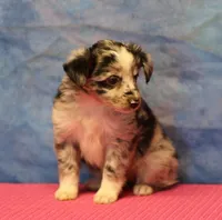Tiny Tot - Blue Merle Female, a female Toy Australian Shepherd for sale in Lawton, OK – 3 of 8