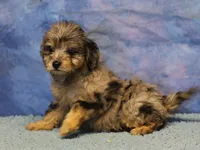 Freckles - Blue Merle Male 2, a male Miniature Aussiedoodle for sale in Lawton, OK – 3 of 8
