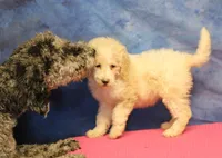 Tiffany - Cream Parti Female, a female Goldendoodle for sale in Lawton, OK – 5 of 7