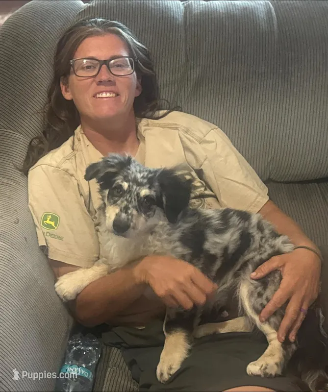 Blair - Blue Merle Male 1 – Miniature Australian Shepherd, Miniature Bernedoodle puppy for sale in Lawton, OK
