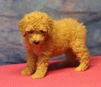 Tiffany - Cream Female, a female Goldendoodle for sale in Lawton, OK – 2 of 10