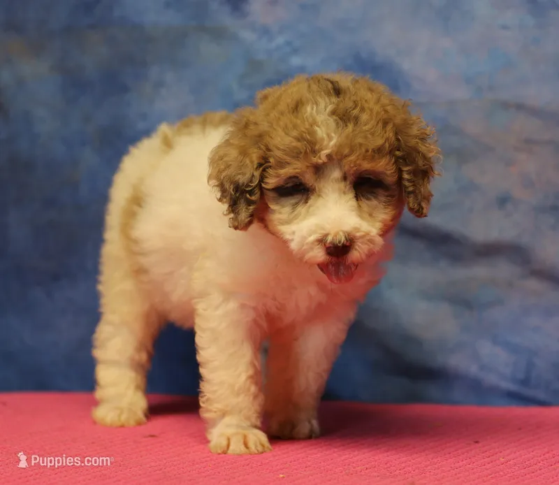 Tiffany - Merle Parti Female – Goldendoodle puppy for sale in Lawton, OK