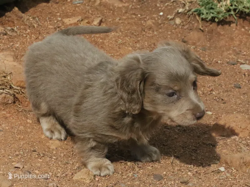 Isabella & Cream Male, a male Miniature Dachshund for sale in Lawton, OK – 1 of 3