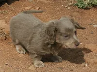 Isabella & Cream Male, a male Miniature Dachshund for sale in Lawton, OK – 1 of 3