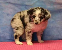 Tiny Tot - Blue Merle Female, a female Toy Australian Shepherd for sale in Lawton, OK – 4 of 8