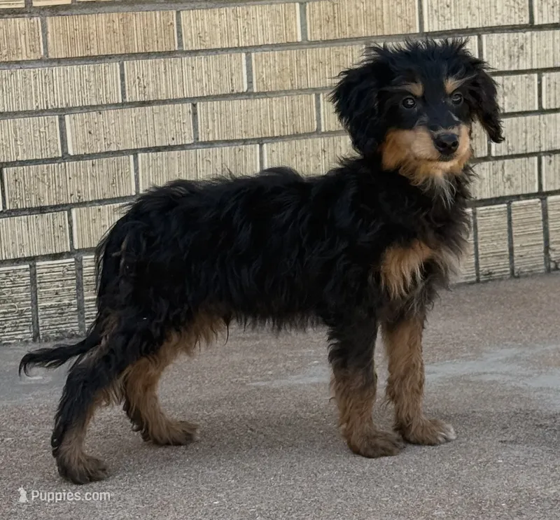 Freckles - Black Phantom Male 2 – Miniature Aussiedoodle puppy for sale in Lawton, OK