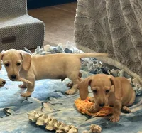 Audi - Light Cream Male, a male Miniature Dachshund for sale in Lawton, OK – 7 of 10