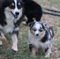 Oakley - Blue Merle Female 1, a female Miniature Australian Shepherd for sale in Lawton, OK – 6 of 8