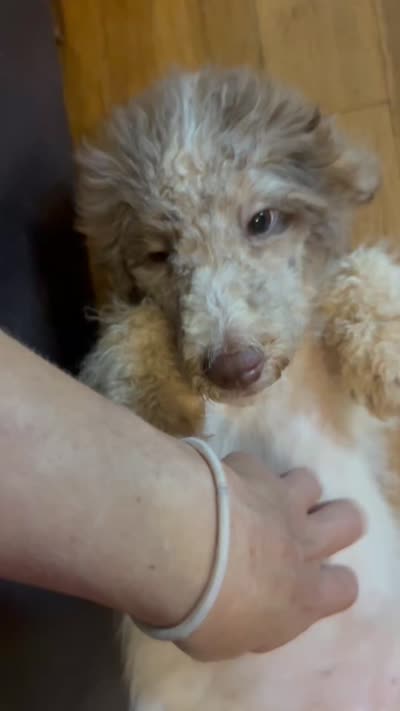 Tiffany- Merle Parti Female 1, a female Goldendoodle for sale in Lawton, OK – 7 of 7