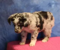 Tiny Tot - Blue Merle Female, a female Toy Australian Shepherd for sale in Lawton, OK – 7 of 8