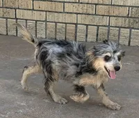 Freckles - Blue Merle Male 2, a male Miniature Aussiedoodle for sale in Lawton, OK – 4 of 10