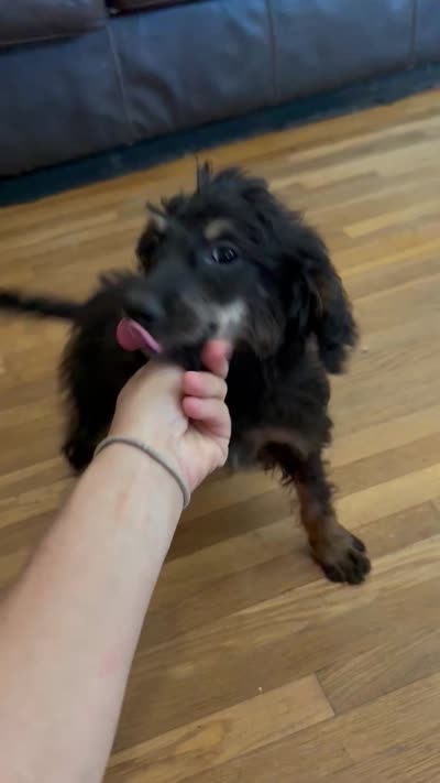 Freckles - Black Phantom Female, a female Miniature Aussiedoodle for sale in Lawton, OK – 8 of 9