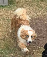 Dally - Red Merle Male, a male Pembroke Welsh Corgi and Miniature Australian Shepherd for sale in Lawton, OK – 5 of 10