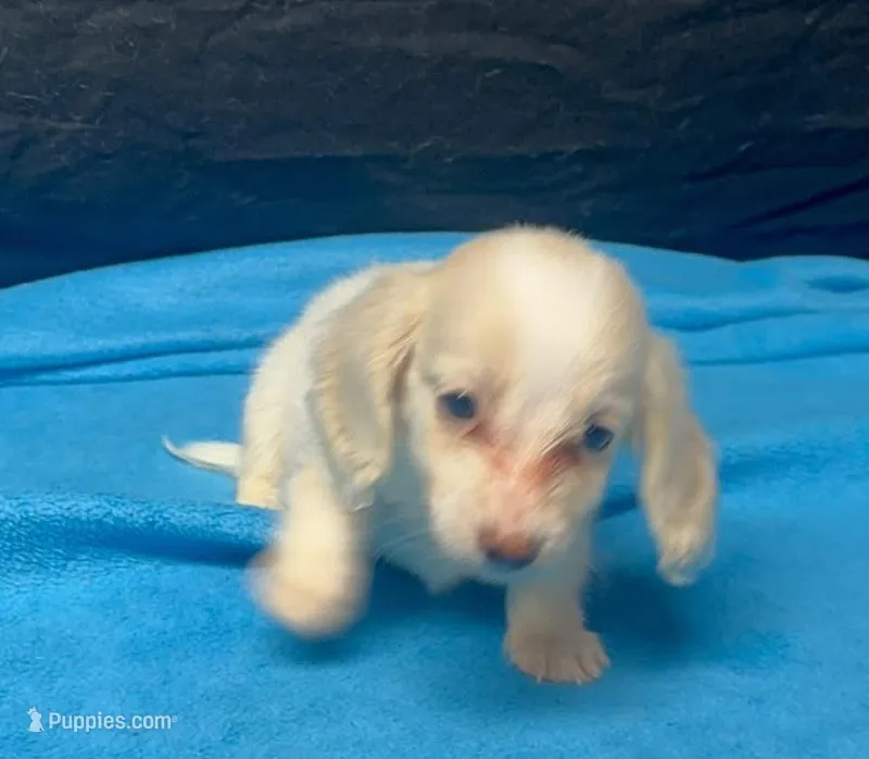 Molly - Cream Piebald Male 1 – Miniature Dachshund puppy for sale in Lawton, OK
