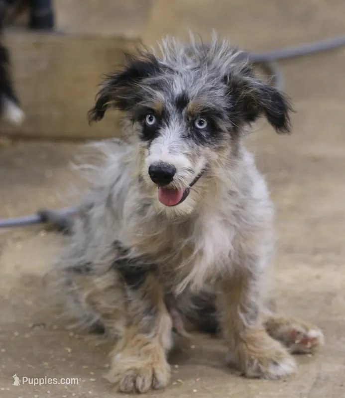 Blair - Blue Merle Male – Miniature Australian Shepherd, Miniature Bernedoodle puppy for sale in Lawton, OK