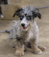 Blair - Blue Merle Male, a male Miniature Australian Shepherd and Miniature Bernedoodle for sale in Lawton, OK – 1 of 1