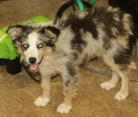 Oakley - Blue Merle Female 3, a female Miniature Australian Shepherd for sale in Lawton, OK – 1 of 10