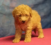 Tiffany - Cream Female, a female Goldendoodle for sale in Lawton, OK – 7 of 10
