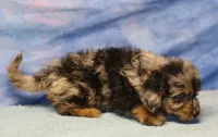 Freckles - Blue Merle Male 1, a male Miniature Aussiedoodle for sale in Lawton, OK – 6 of 10