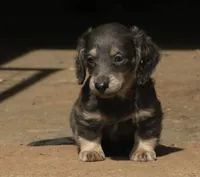 Chloe - Blue & Cream Female, a female Miniature Dachshund for sale in Lawton, OK – 6 of 10