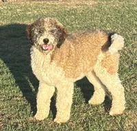 Cleo - Parti Male 1, a male Bernedoodle for sale in Lawton, OK – 3 of 10