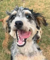 Stormi - Blue Merle Male, a male Miniature Australian Shepherd for sale in Lawton, OK – 6 of 9