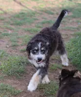 Briley -  Black Tri Female 1, a female Miniature Aussiedoodle for sale in Lawton, OK – 3 of 9