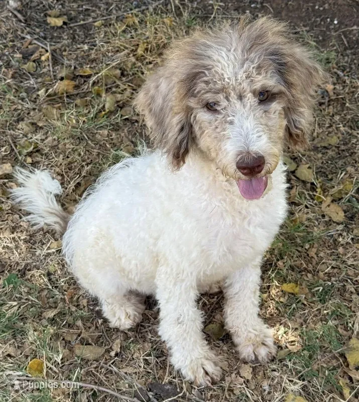 Tiffany - Merle Parti Female 3  – Goldendoodle puppy for sale in Lawton, OK