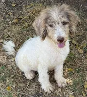 Tiffany - Merle Parti Female 3 , a female Goldendoodle for sale in Lawton, OK – 1 of 2