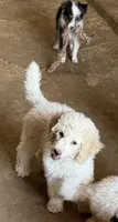 CT - Cream Parti Female, a female Goldendoodle for sale in Lawton, OK – 1 of 10