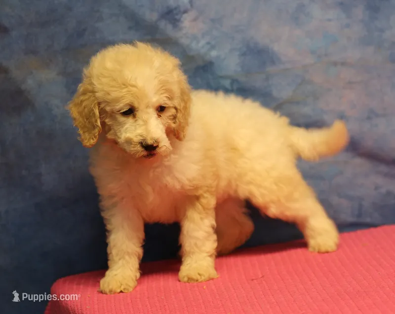 Tiffany - Cream Parti Female – Goldendoodle puppy for sale in Lawton, OK