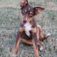 Penny - Red Tri Male 1, a male Miniature Australian Shepherd for sale in Lawton, OK – Photo 6 of 10