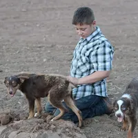 Penny - Red Tri Male 1, a male Miniature Australian Shepherd for sale in Lawton, OK – Photo 8 of 10