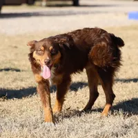 Penny - Red Tri Male 1, a male Miniature Australian Shepherd for sale in Lawton, OK – Photo 3 of 10