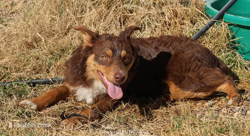 Penny - Red Tri Male 1