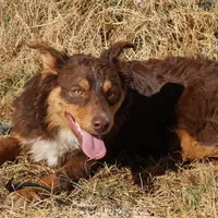 Penny - Red Tri Male 1, a male Miniature Australian Shepherd for sale in Lawton, OK – Photo 1 of 10