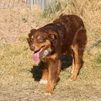 Penny - Red Tri Male 1, a male Miniature Australian Shepherd for sale in Lawton, OK – Photo 2 of 10